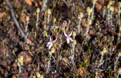 Stylidium petiolare