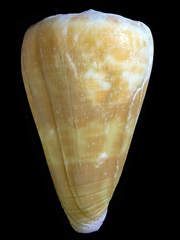 Conus tessulatus