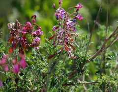 Lessertia brachystachya