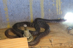 Masticophis flagellum flagellum