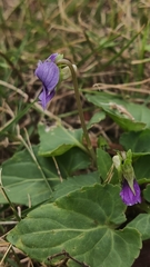 Viola inconspicua