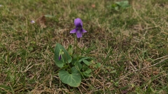 Viola inconspicua
