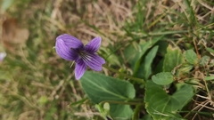 Viola inconspicua