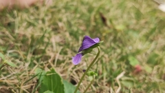 Viola inconspicua