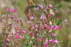 Lessertia brachystachya