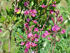 Lessertia brachystachya