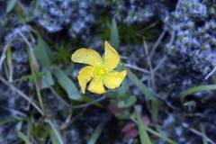 Hypericum involutum