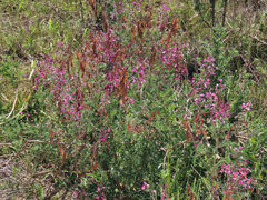 Lessertia brachystachya