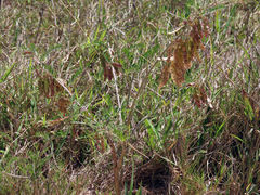 Lessertia brachystachya