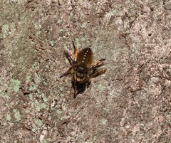 Grypoctonus