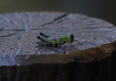 Parapodisma setouchiensis