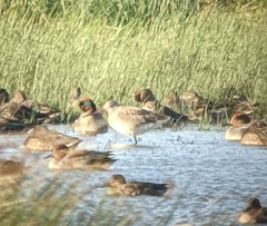 Limosa limosa
