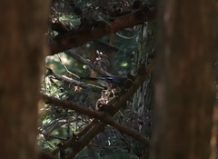 Garrulus glandarius japonicus