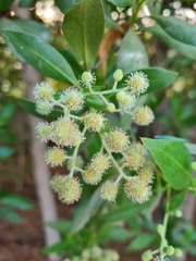 Conocarpus lancifolius