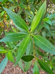 Conocarpus lancifolius