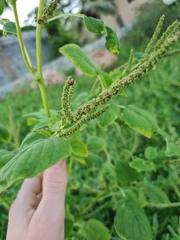 Amaranthus viridis