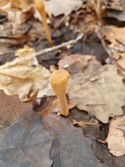 Macrotyphula fistulosa