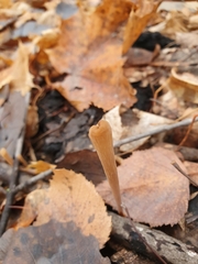 Macrotyphula fistulosa