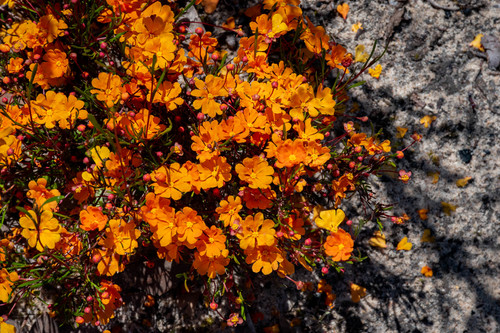Hibbertia stellaris iNat (3)
