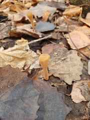 Macrotyphula fistulosa