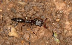 Odontomachus troglodytes