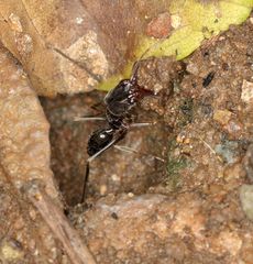 Odontomachus troglodytes