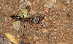 Odontomachus troglodytes
