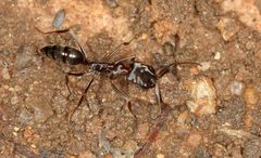 Odontomachus troglodytes