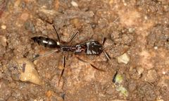 Odontomachus troglodytes
