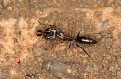 Odontomachus troglodytes