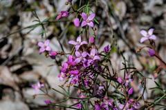 Boronia dichotoma