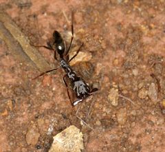 Odontomachus troglodytes