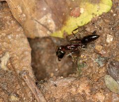Odontomachus troglodytes