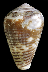 Conus catus
