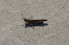 Aiolopus thalassinus