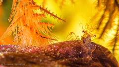 Periclimenes scriptus