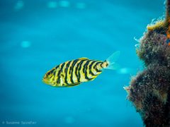 Seriola fasciata