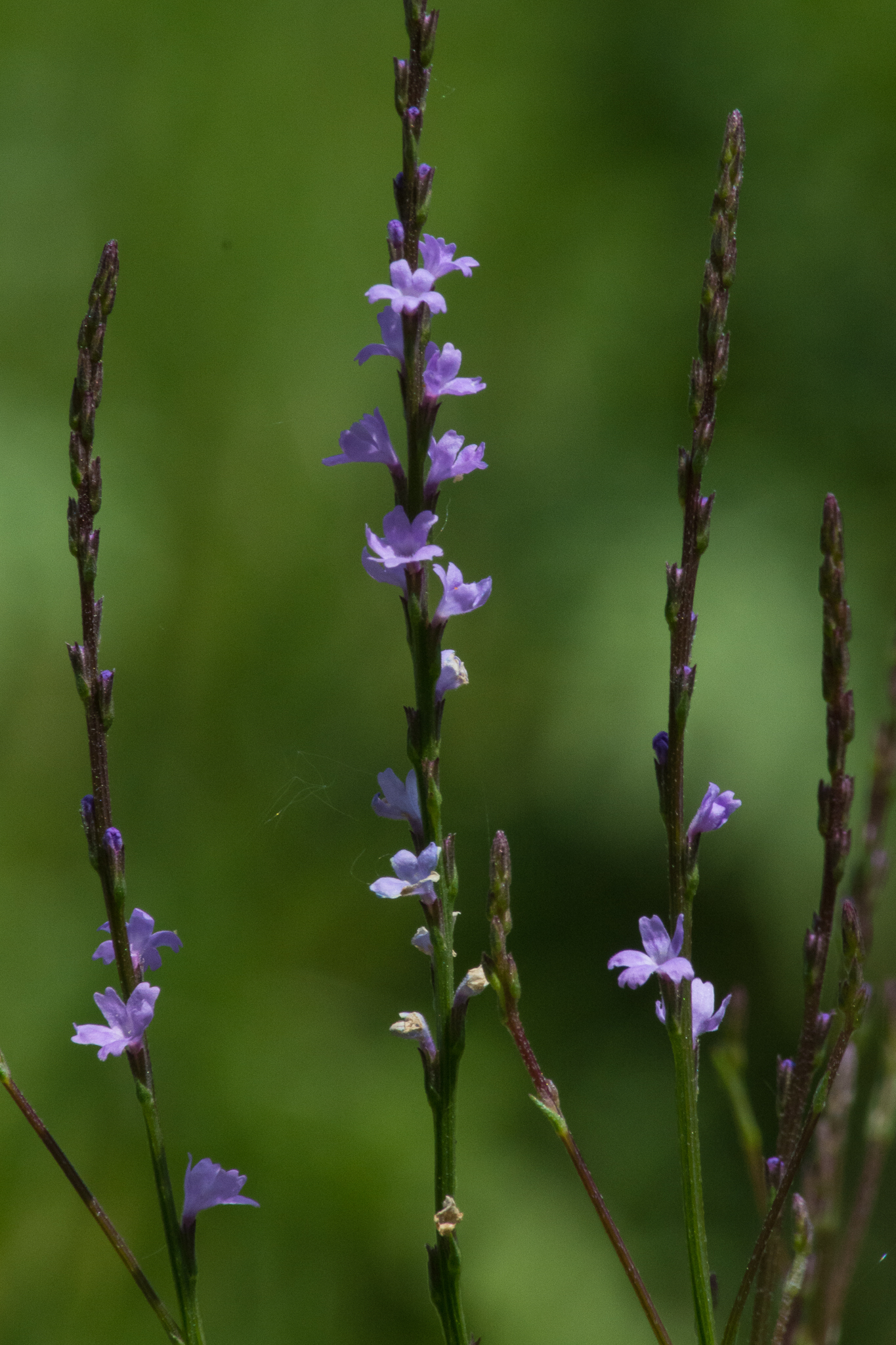 Verbena halei