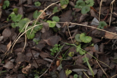 Elymus caninus