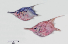 Longspine Bellowfish photo 1