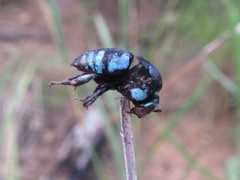 Thyreus nitidulus nitidulus