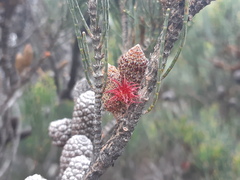 Allocasuarina monilifera