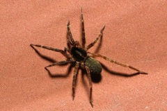 Scotina celans