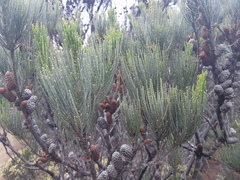 Allocasuarina monilifera