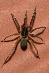 Scotina celans