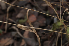 Elymus caninus