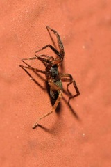 Scotina celans