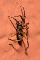 Scotina celans