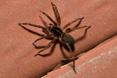 Scotina celans