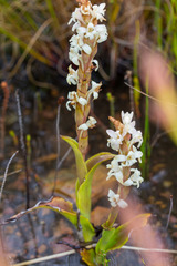Satyrium stenopetalum